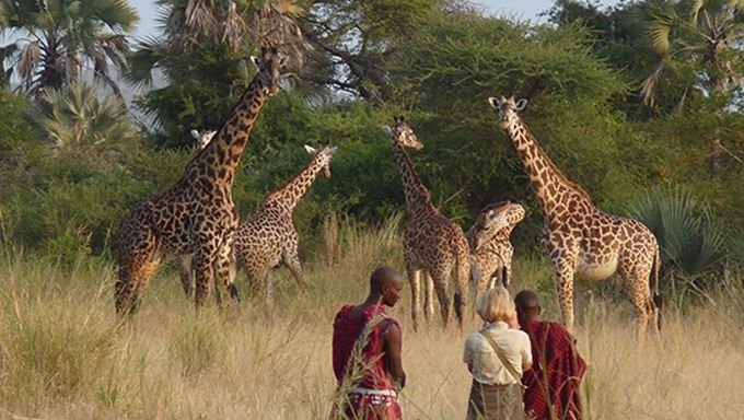 Walking safari group crossing open savannah in Tanzania