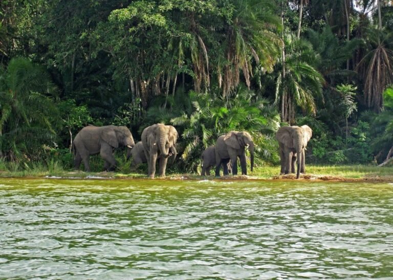 Elephants on Rubondo Island National Park in Lake Victoria, Tanzania