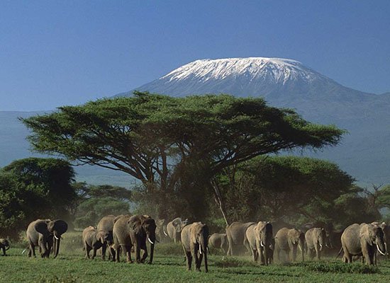 Elephant herd beneath snow-capped Mount Kilimanjaro