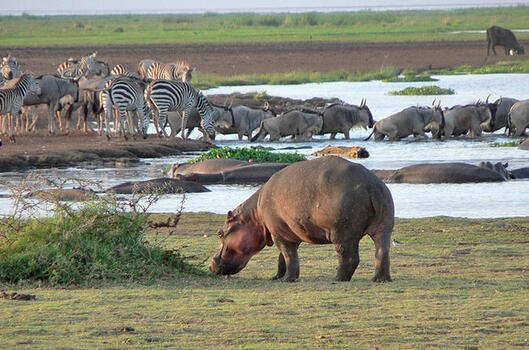 Lake Manyara National Park with flamingos and Rift Valley escarpment, Tanzania