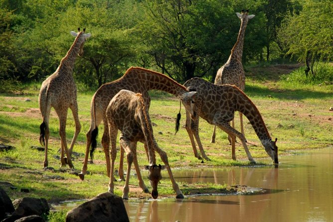 Beach and wildlife of Saadani National Park on the Tanzania coast