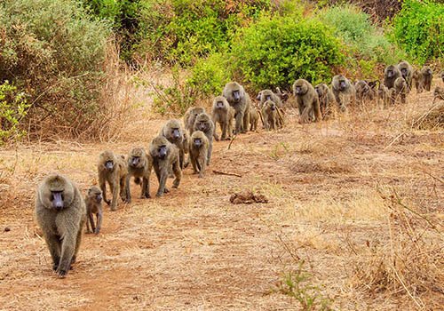Troop of baboons walking in single file at Lake Manyara