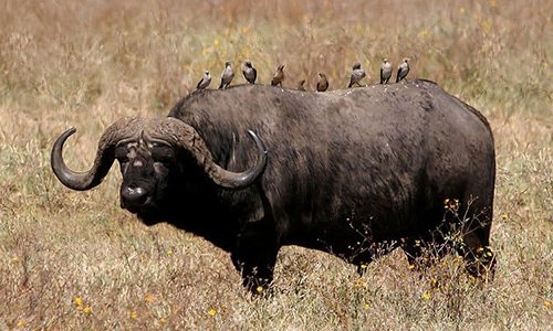 Buffalo in Tarangire National Park, Tanzania
