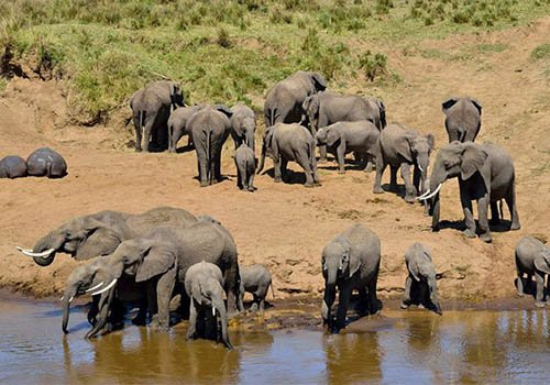 Large elephant herd drinking at a waterhole in Tarangire National Park
