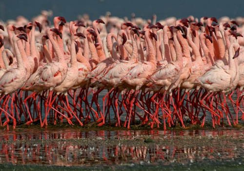 Flamingos massed along the shore of Lake Manyara
