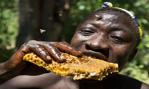 Hadzabe man eating wild honeycomb
