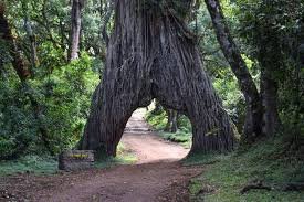 Forest track passing beneath an arch of fig tree roots in Arusha National Park