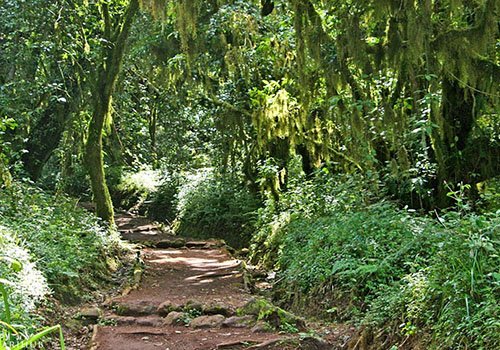 Rainforest trail on the lower slopes of Kilimanjaro