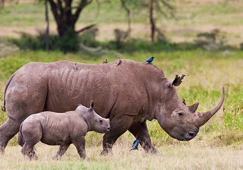 White rhino and calf at Lake Nakuru, Kenya