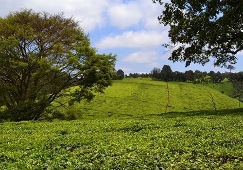 Nairobi Tour