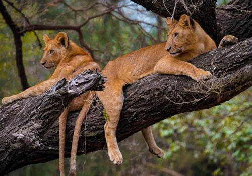 Tree-climbing lions resting on a branch in Lake Manyara National Park