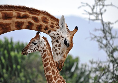Giraffe and calf, Nairobi, Kenya