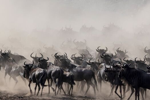 Wildebeest herd crossing the dusty Serengeti plains during the Great Migration