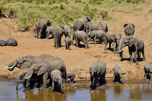 Elephant herd drinking at a river in Tarangire National Park, Tanzania