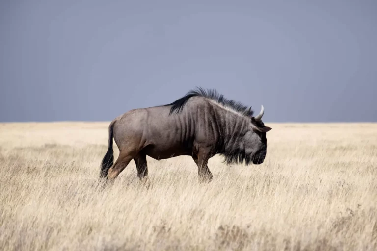 Brown wildebeest walking grassy field blue sky, Tanzania