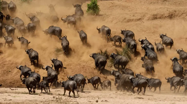 Cape buffalo55, Tanzania