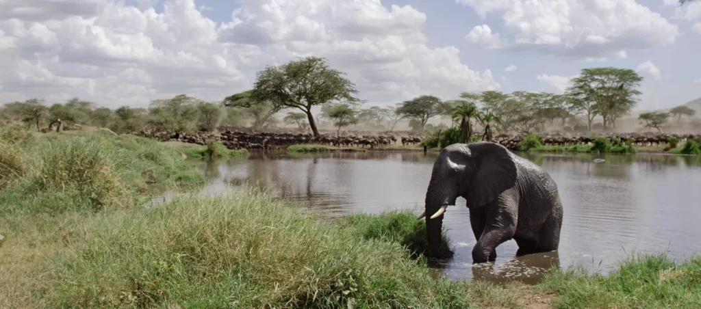 Elephant in river in serengeti national park, Tanzania