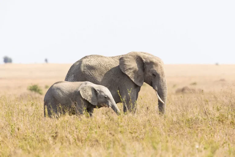 Elephant mother with baby elephant in africa, Tanzania
