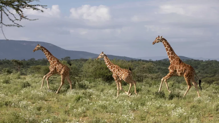 Giraffe in the african national park, Tanzania
