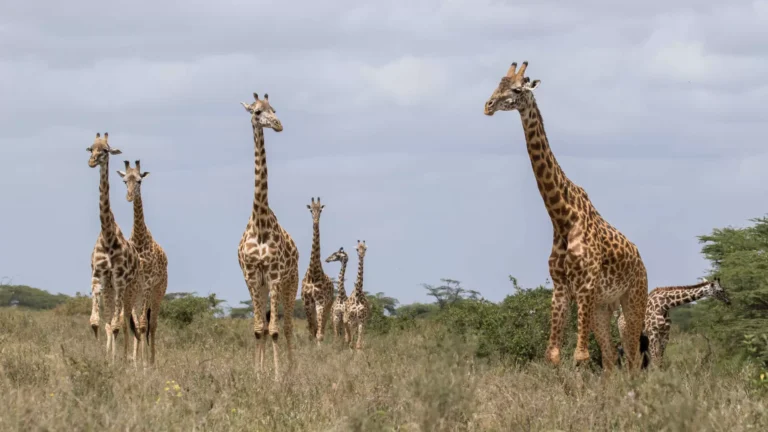 Giraffe in the african national park, Tanzania
