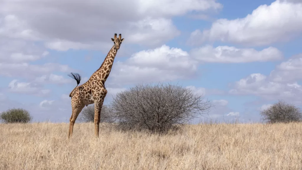 Giraffe in the wild east africa, Tanzania