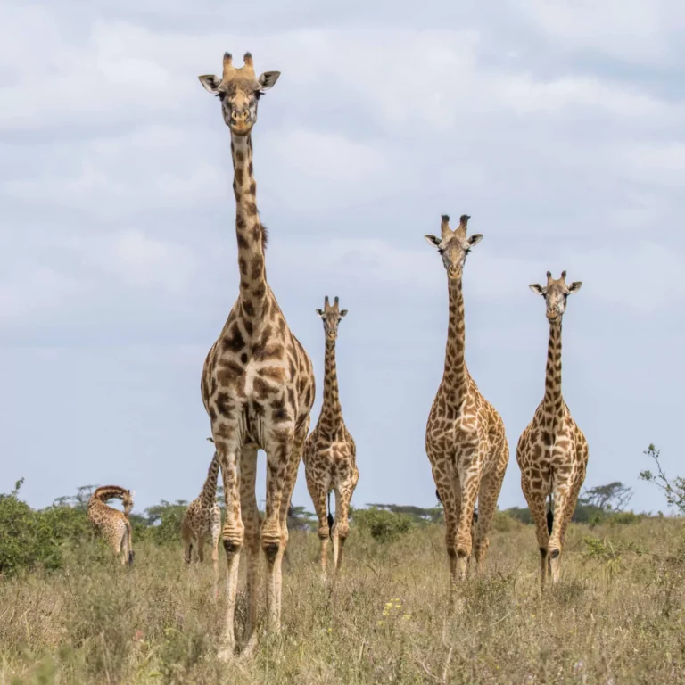 Giraffe in the dry savannah of Mkomazi National Park, Tanzania
