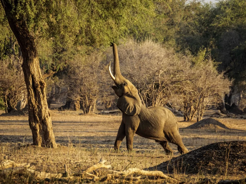 Herd elephants africa walking through grass tarangire national park, Tanzania