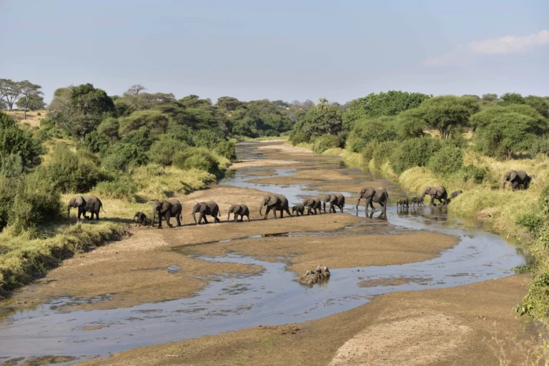 A herd of elephants among baobab trees in Tarangire National Park, Tanzania