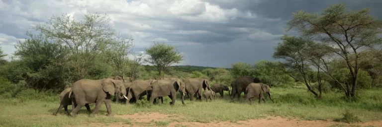 Elephants on the Mkata Floodplain in Mikumi National Park, Tanzania