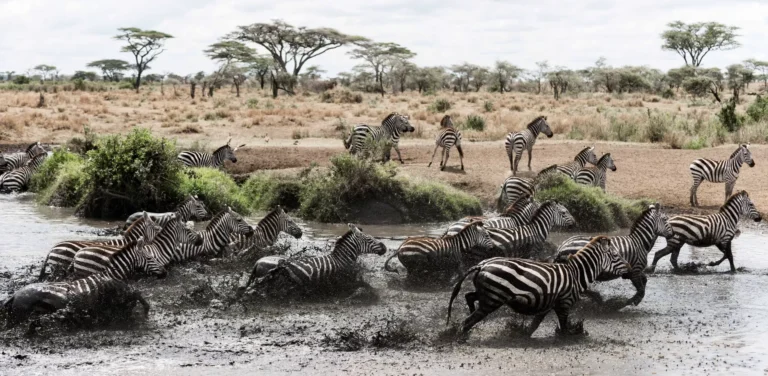 Herd of zebra galloping in a river serengeti, Tanzania