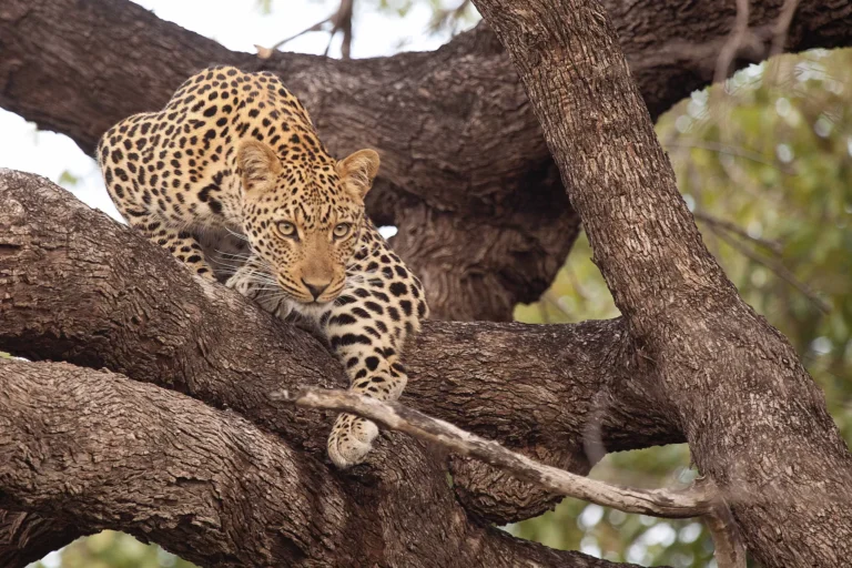 Leopard, Tanzania
