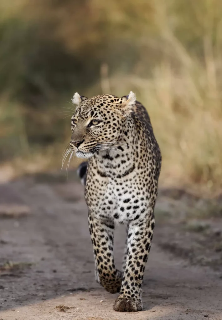 Leopard, Tanzania
