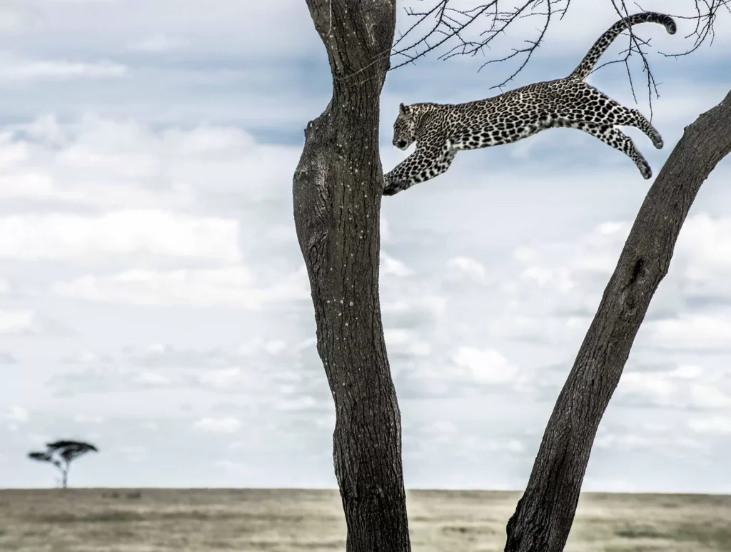 Leopard jumping between trees in serengeti, Tanzania