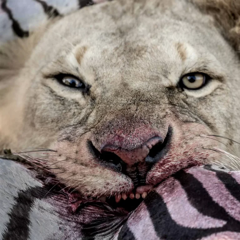 Lion eating zebra in serengeti national park, Tanzania