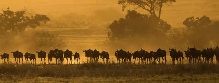 Wildbeest migration betwen serengeti and maasai, Tanzania