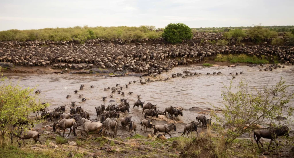 Wildbeest migration betwen serengeti and maasai ma, Tanzania